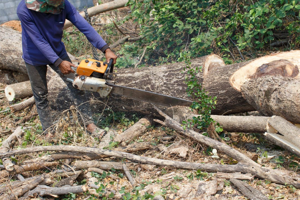 Logger Cut trees Logger Cut trees